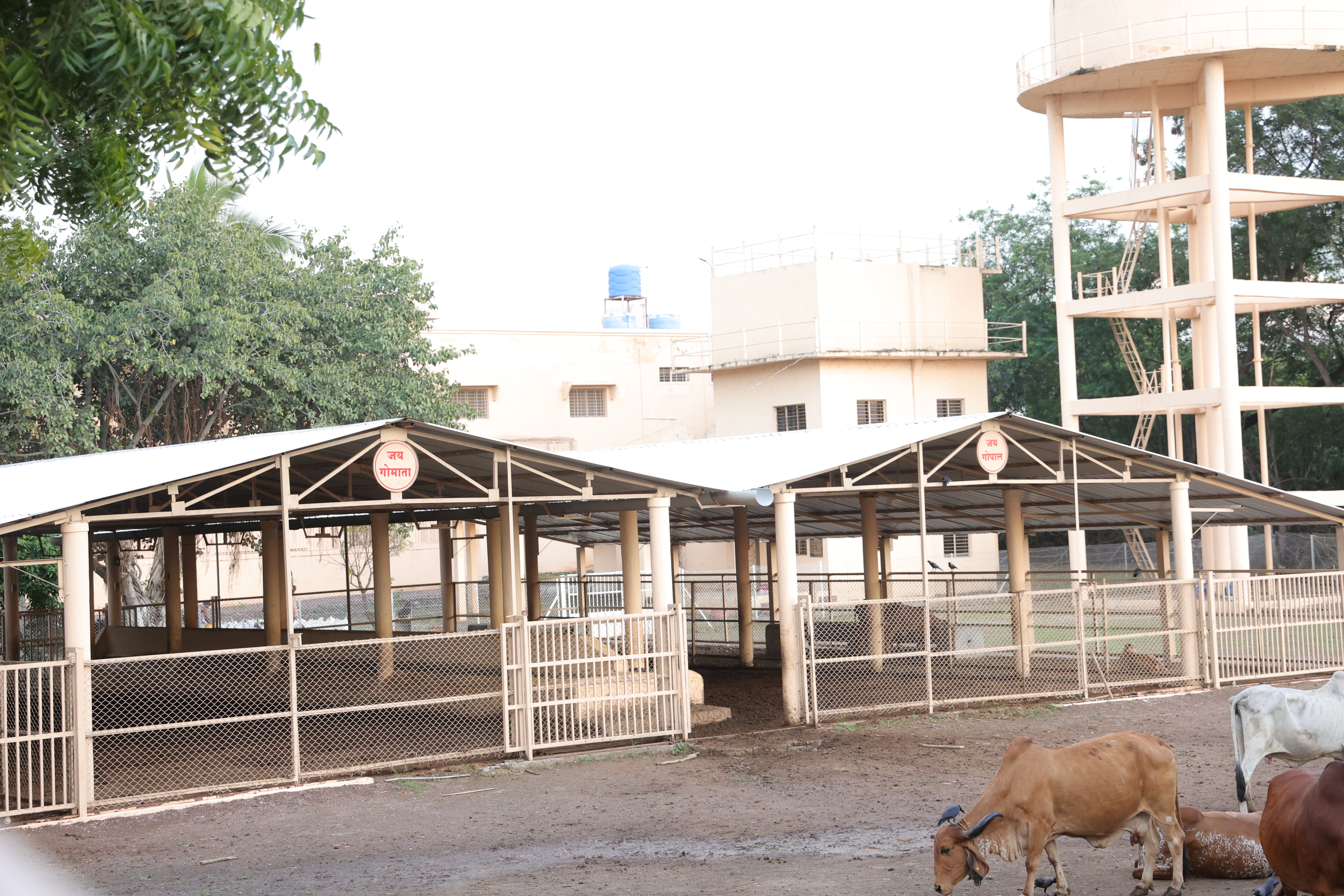 गोशाळा 3